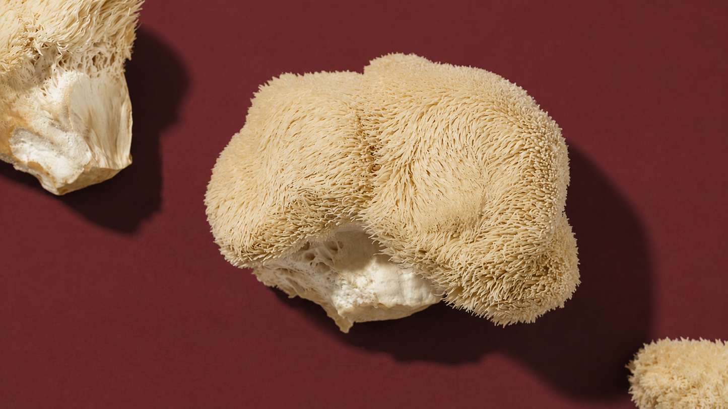 The science of Lion’s Mane: Boost your focus and mood naturally